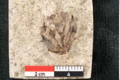 Foto (Detailansicht) von Glyptostrobus europaeus Brongniarti (NHMW-GEO-2024-0188-8071)